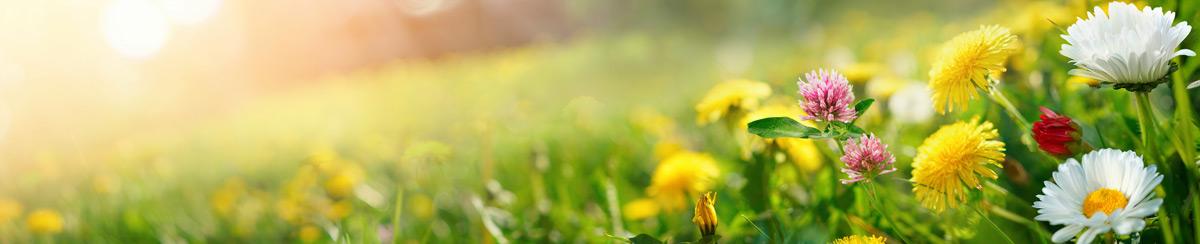 10 Signs That Spring Is Here