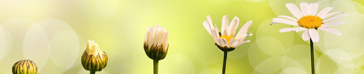 Fun Facts about Spring Growing Flower