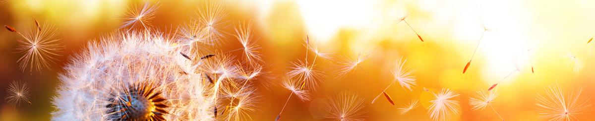 What Causes Wind and How Does It Form on Earth?