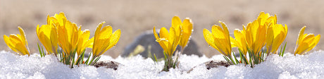 Yellow flowers blooming out of snow