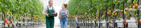 How to Maintain an Ideal Greenhouse Temperature