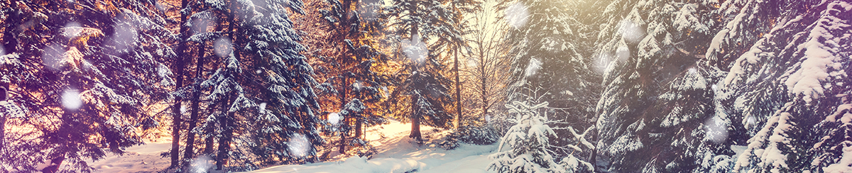 Types of snow in forest