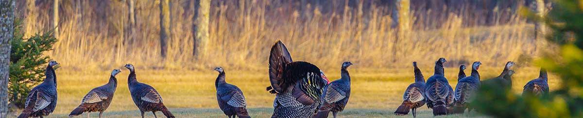 4 spring turkey hunting tips