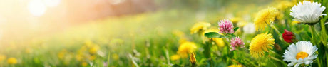 10 Signs That Spring Is Here