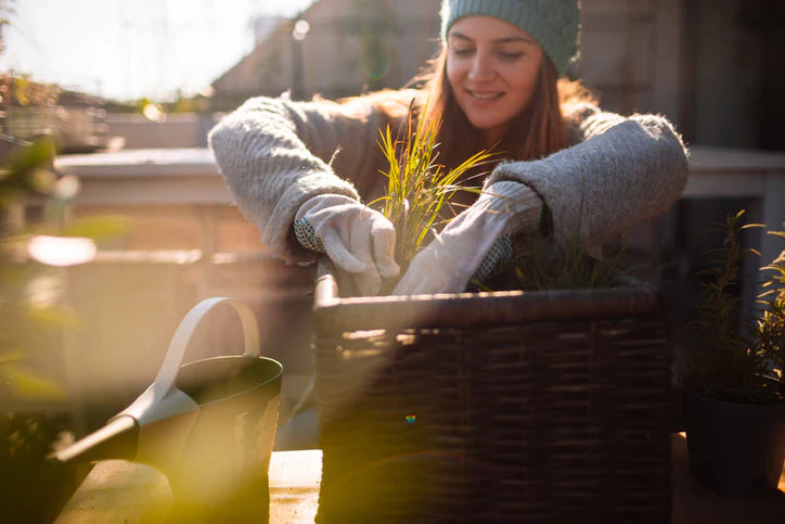 Gardening Tips: How to Protect Your Plants from Winter Frost
