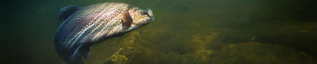 spring bass fishing tips