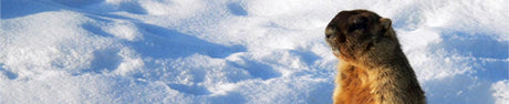Did the groundhog see his shadow?
