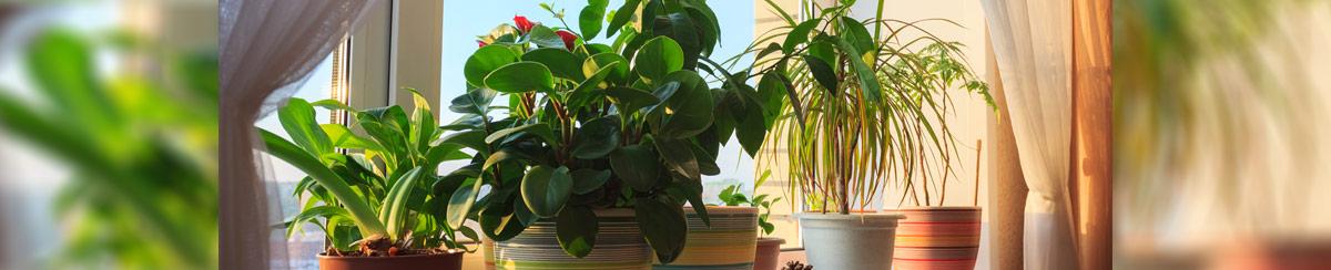 palm plants indoor types Buy Top 5 Indoor Palm Plants Pack online from Nurserylive at lowest price main image 0