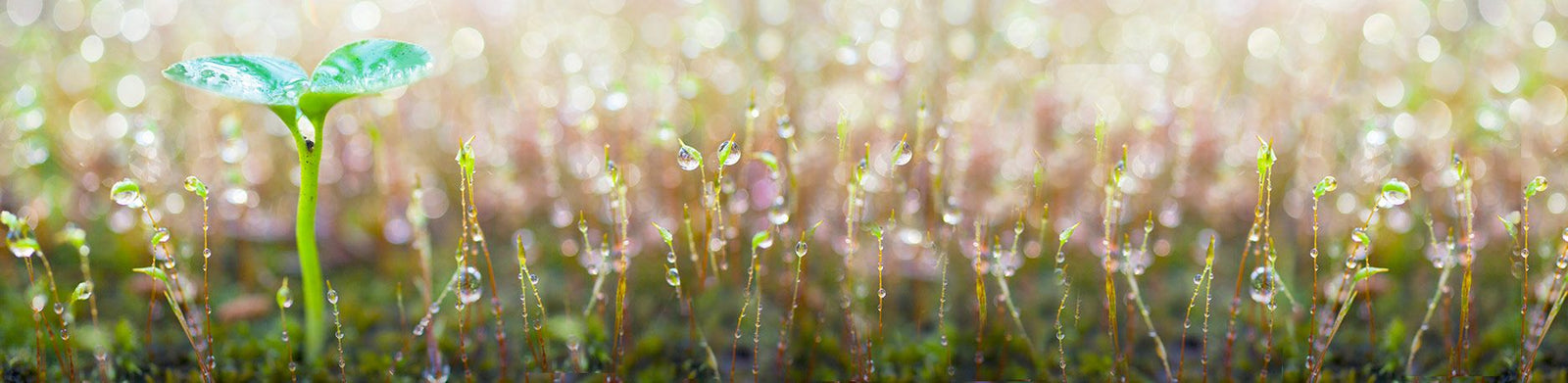 Dew on grass and budding plants