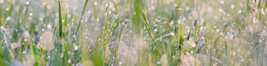 Grass covered in dew