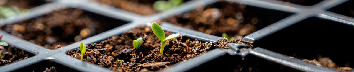 5 Gardening Tips to Improve Seed Germination