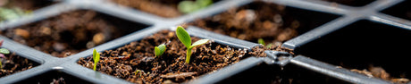 5 Gardening Tips to Improve Seed Germination