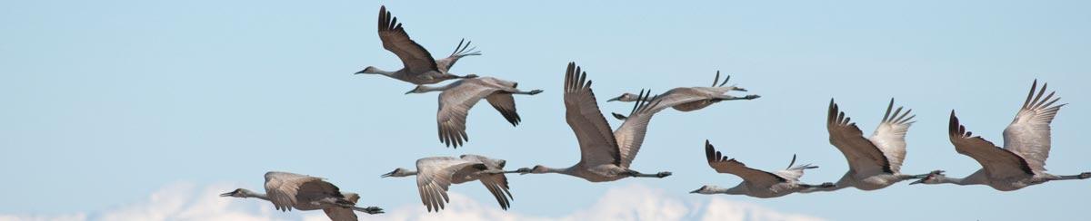 How Does Weather Affect Bird Migration?