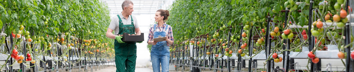 How to Maintain an Ideal Greenhouse Temperature