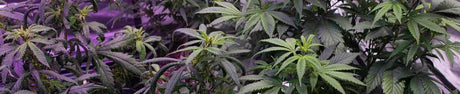 Father Uses AcuRite Products to Help Grow Medical Cannabis for Son's Epilepsy