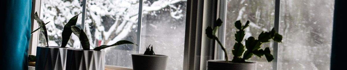 Snowy pine trees through window