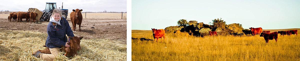 How AcuRite Helps Solid Rock Red Angus Manage a Healthy Herd