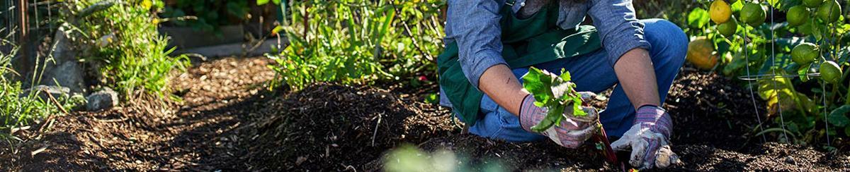 5 Reasons Gardeners Need a Weather Station