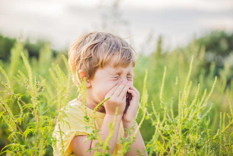 ragweed fall allergies