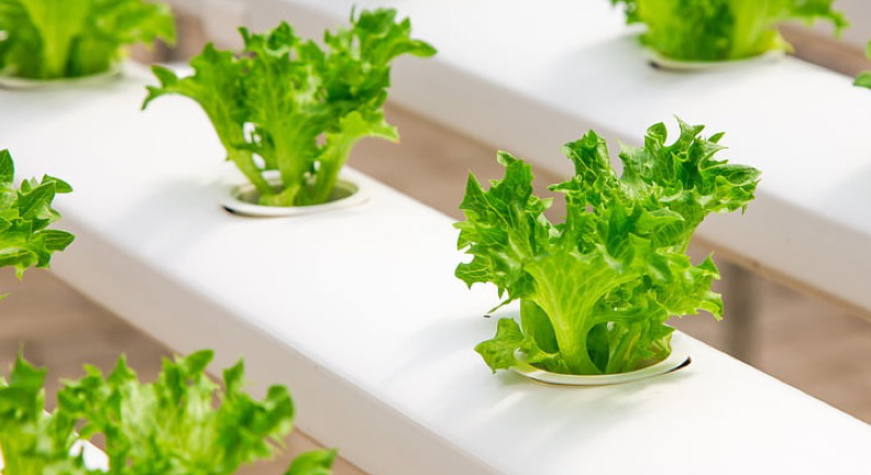 Indoor hydroponic garden of small leafy greens