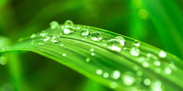 Green leaf covered in dew drops