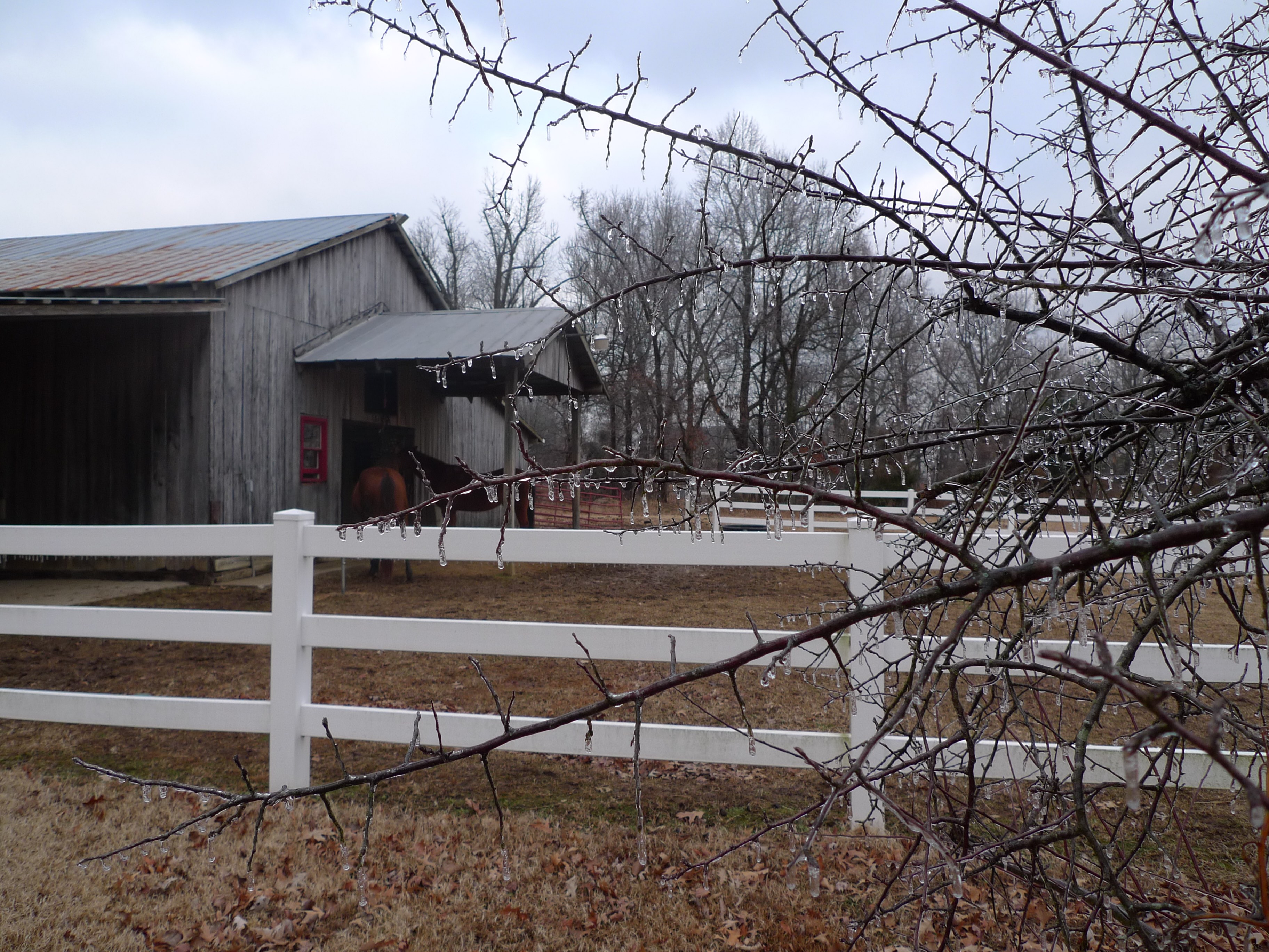 Image of ice hanging from tree branches in from of a farm home