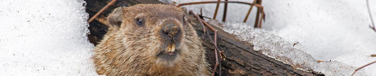 Groundhog Day Explained - Weather forecasting rodent
